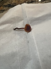 Heimiomyces fulvipes