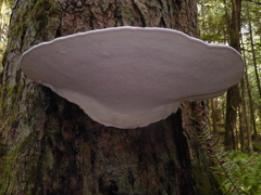Fomitopsis hemitephra