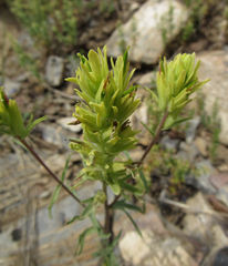 Castilleja flava