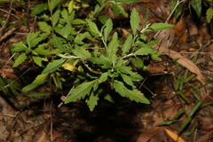 Centratherum riparium