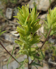 Castilleja flava