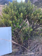 Veronica brachysiphon