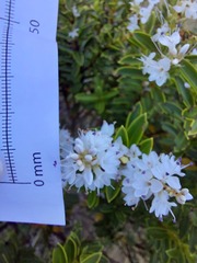 Veronica brachysiphon