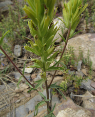 Castilleja flava