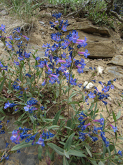 Penstemon humilis