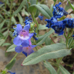 Penstemon humilis