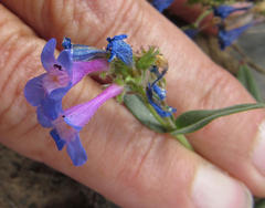 Penstemon humilis
