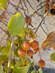 Pereskia aculeata