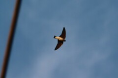 Petrochelidon pyrrhonota