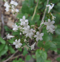 Valeriana sitchensis
