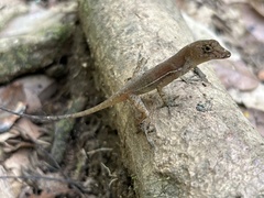 Anolis polylepis