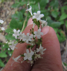 Valeriana sitchensis