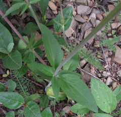 Valeriana sitchensis