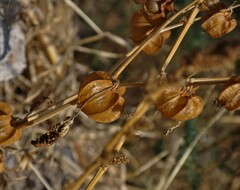 Physalis nicandroides