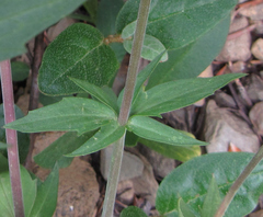 Valeriana sitchensis