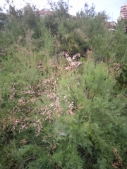 Tamarix chinensis