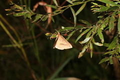 Epidesmia chilonaria