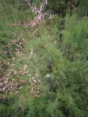 Tamarix chinensis