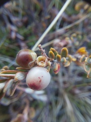 Acrothamnus colensoi