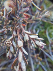 Acrothamnus colensoi