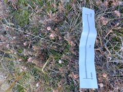 Acrothamnus colensoi