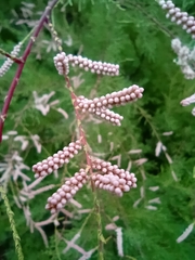 Tamarix chinensis