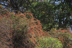 Combretum microphyllum