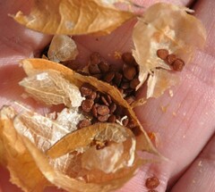 Physalis nicandroides