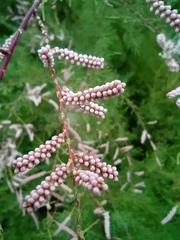 Tamarix chinensis