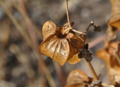Physalis nicandroides