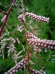 Tamarix chinensis