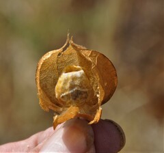 Physalis nicandroides