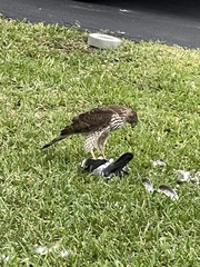 Accipiter cooperii
