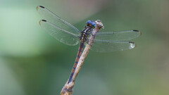 Cannaphila insularis