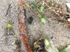 Halophila