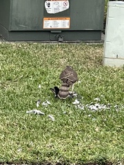 Accipiter cooperii