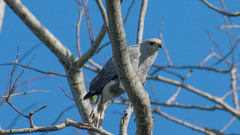 Buteo nitidus