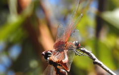 Tramea stenoloba
