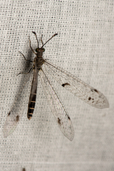 Protoplectrini