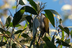 Melithreptus albogularis