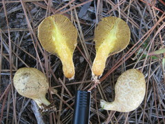 Rhopalogaster transversarius