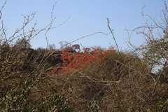 Combretum microphyllum