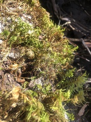 Dendroalsia abietina