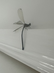 Austroargiolestes icteromelas