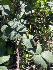 Candicantes
