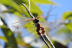 Tramea stenoloba