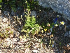 Matricaria discoidea