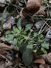 Erigeron pulchellus