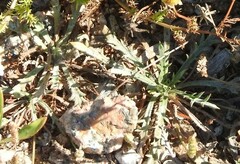 Plantago coronopus