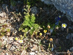 Matricaria discoidea